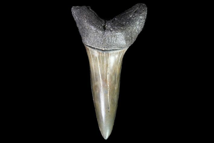 Fossil Shortfin Mako Shark Tooth - Georgia #75270